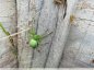 Jolie araignée verte