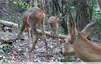 3 chevrettes &#129420;