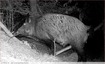 Un gros sanglier mâle &#128023; vidéo