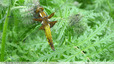 libellule