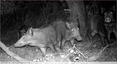 5 sangliers en balade &#128023; vidéo