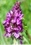 Orchis pourpre