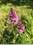 Orchis pyramidal