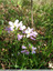 Cardamine des prés