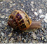 Escargot