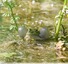 Grenouilles vertes