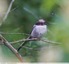 Mésange à longue queue