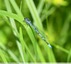 Agrion jouvencelle