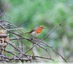 Rouge-gorge familier.&#127810;