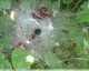 Araignée dans le nid