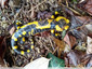 Salamandre tachetée