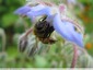 Abeille sur fleur de Bourache