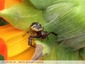 Araignée crabe des fleurs
