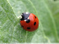 coccinelle a 7 points