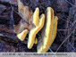 polypore herissé