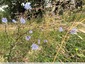 Chicorée amère