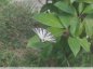 Papillon Vulcain