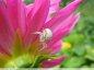 Araignée crabe des fleurs