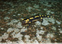 Salamandre