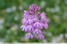 Orchis pyramidal